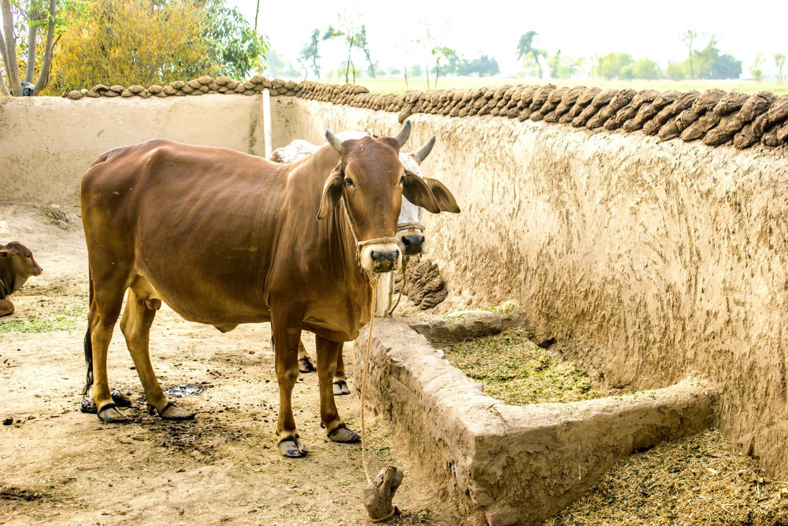 GoSeva: A Sanctuary for Stray Animals and Cows in Distress